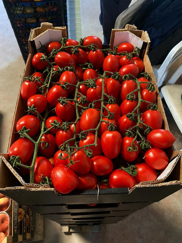 Tomates Piccatello en cagette